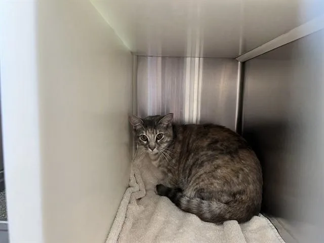 A young medium-sized female Domestic Short Hair cat named Judy for adoption in Colorado Springs, CO