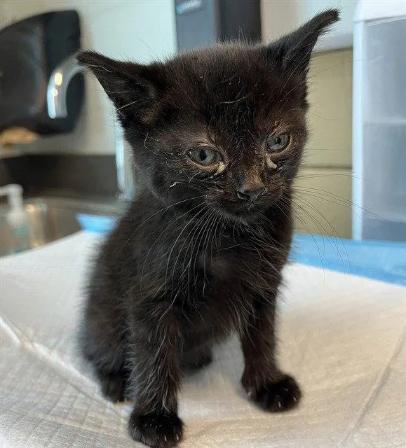 A baby small-sized female Black Domestic Short Hair cat named Black Sand for adoption in Tavares, FL