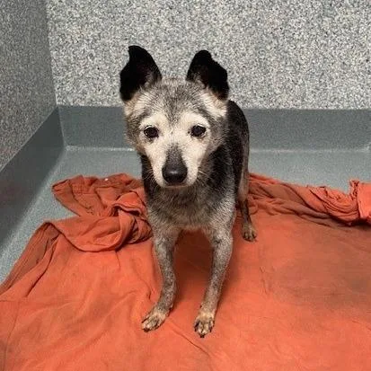A senior small-sized male Black Chihuahua dog named Sahara for adoption in Hawthorne, CA