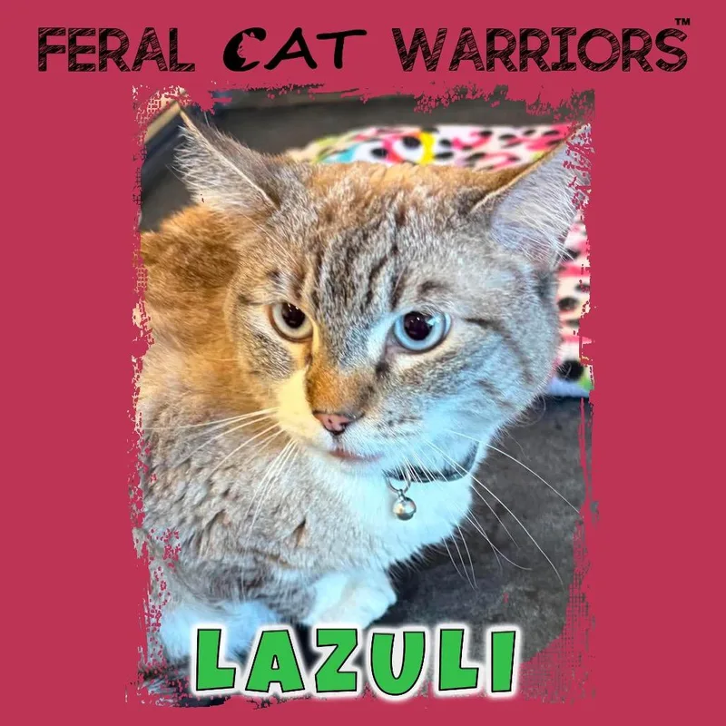 An adult small-sized female Gray / Blue / Silver Domestic Medium Hair cat named Lazuli for adoption in Kingman, AZ