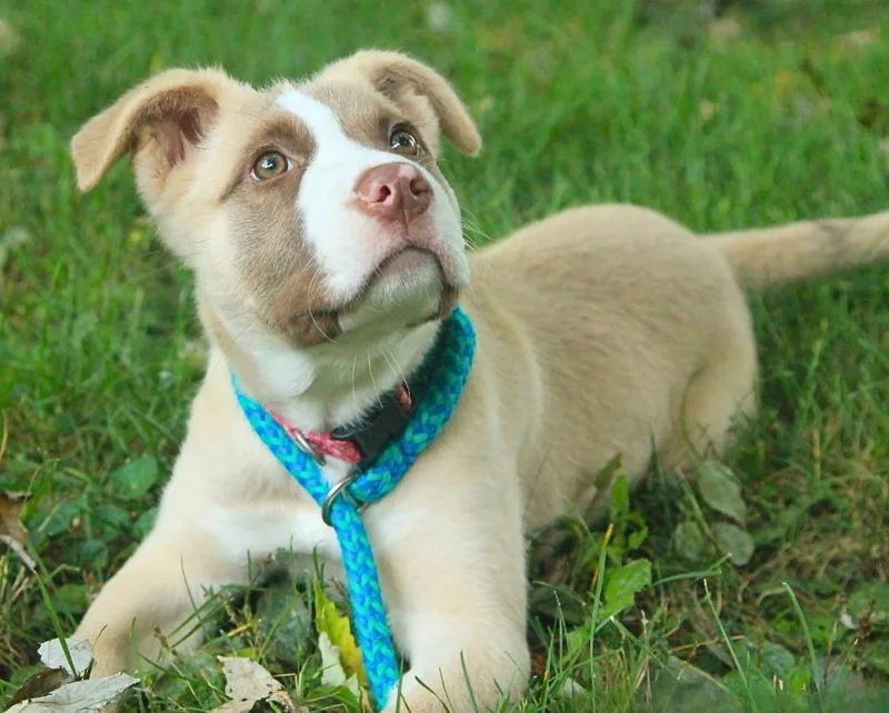A baby large-sized female Akita dog named Ram for adoption in Utica, MI