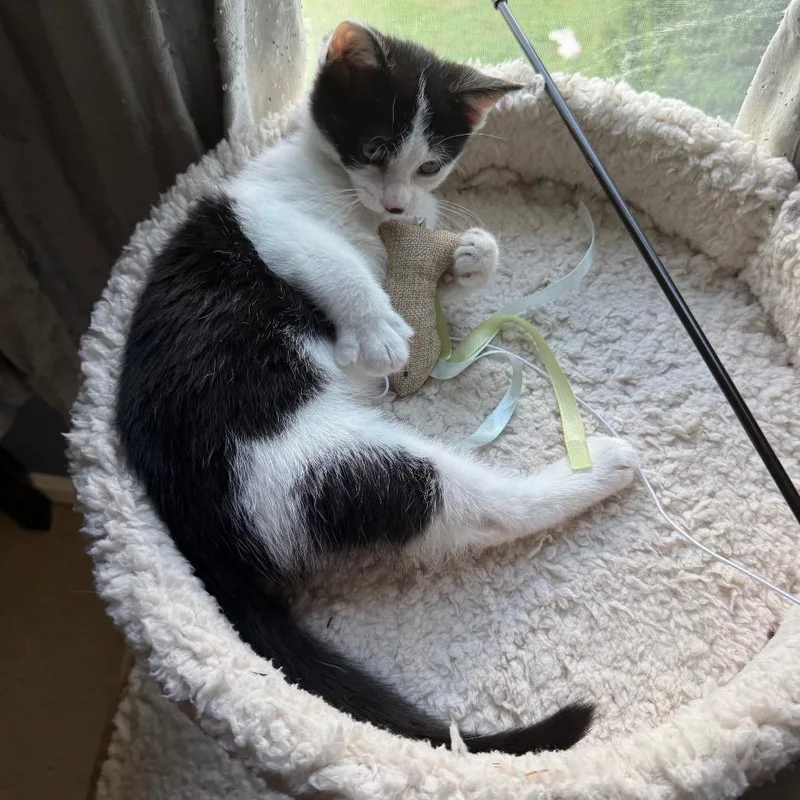 A baby small-sized female Black Domestic Short Hair cat named Crumpet for adoption in Gibsonia, PA