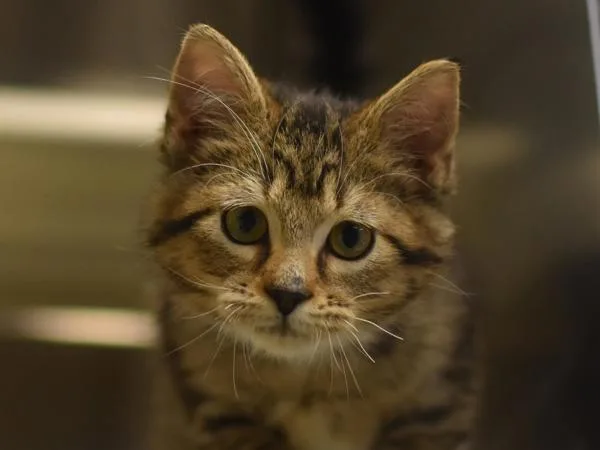 A baby small-sized male Domestic Short Hair cat named Woody for adoption in Portland, OR