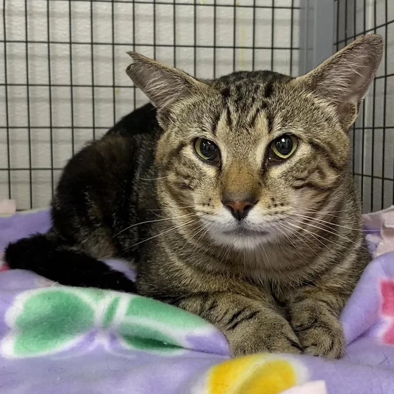 An adult large-sized male Brown / Chocolate Domestic Short Hair cat named Pauly for adoption in Columbiana, AL