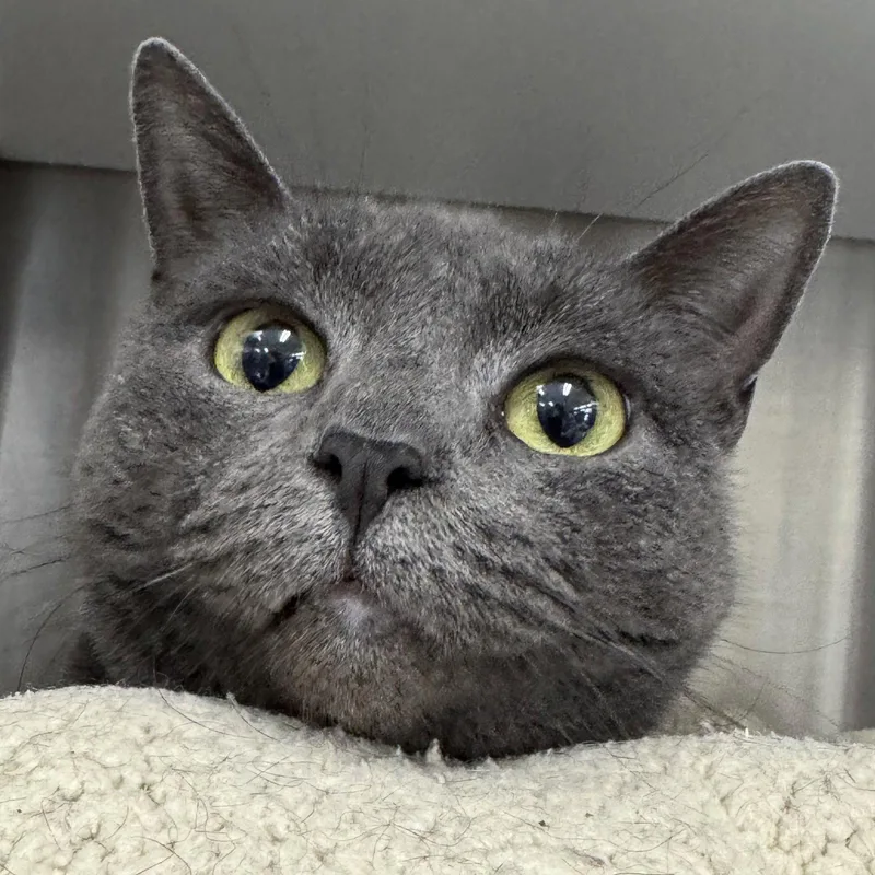 A young medium-sized female Gray / Blue / Silver Domestic Short Hair cat named Willow for adoption in Winchendon, MA