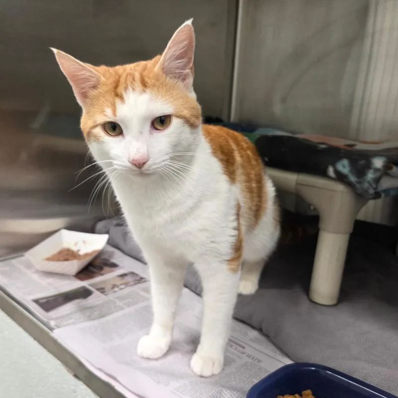 An adult medium-sized male Orange / Red Domestic Short Hair cat named Oscar for adoption in Chattanooga, TN