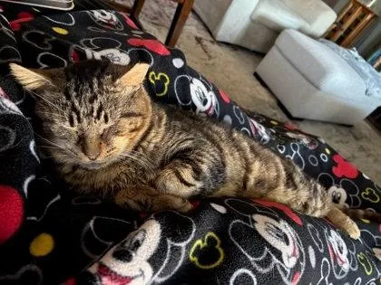 Ichabod  `a Priority thumbnail 3