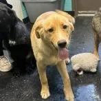 A young medium-sized male Yellow / Tan / Blond / Fawn Labrador Retriever dog named Hank Jr for adoption in Shinnston, WV