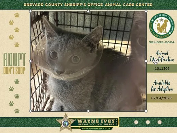 A baby small-sized male Domestic Short Hair cat named Bubba for adoption in Melbourne, FL