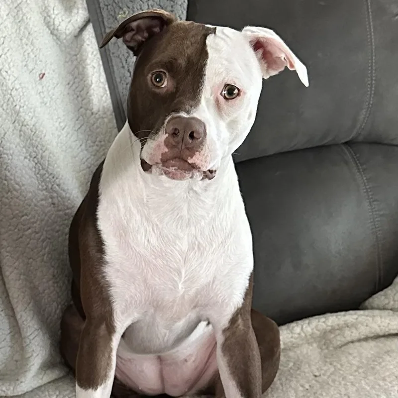 A young medium-sized female Brown / Chocolate American Staffordshire Terrier dog named Little Miss Princess for adoption in Newton, NJ