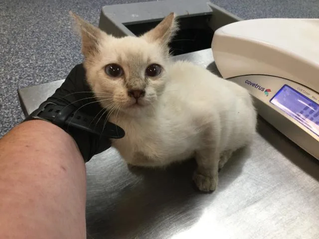 A baby small-sized female Domestic Short Hair cat named Catalina for adoption in Thousand Palms, CA