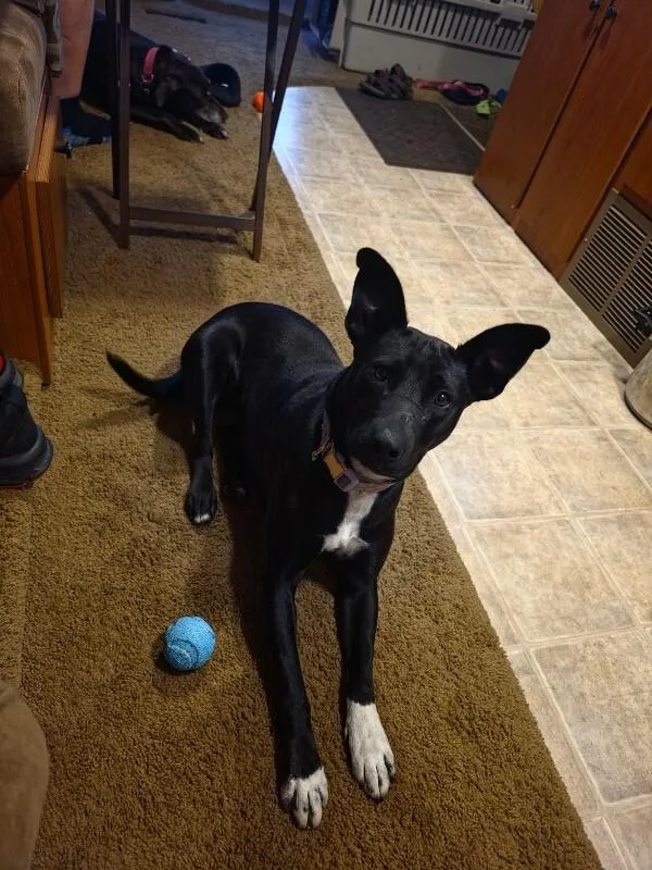 An adult medium-sized female Black German Shepherd Dog dog named Agatha for adoption in North Bend, WA
