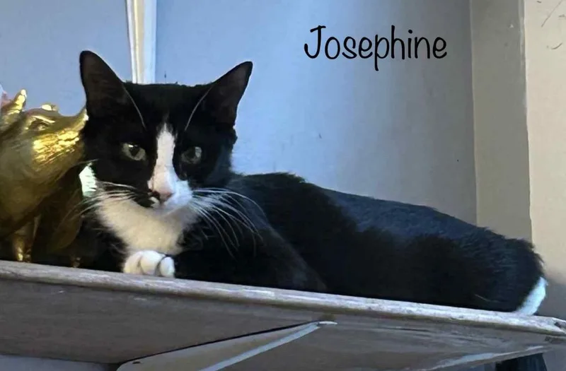 Josephine thumbnail 2