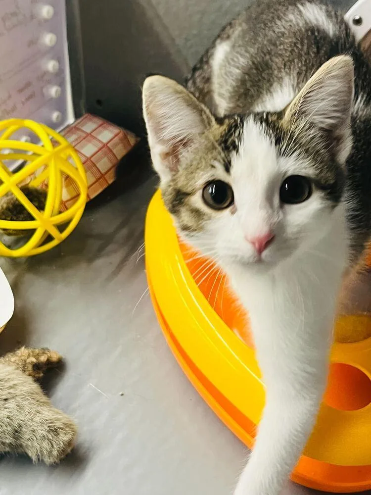 A baby small-sized female Black & White / Tuxedo Domestic Short Hair cat named Whimsy Lou for adoption in Topeka, KS
