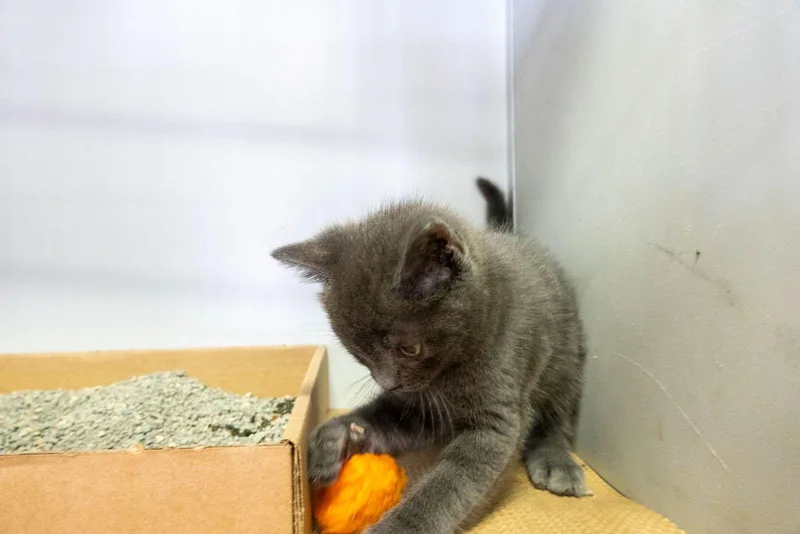 A baby medium-sized male Gray / Blue / Silver Domestic Short Hair cat named Skittles for adoption in New York, NY