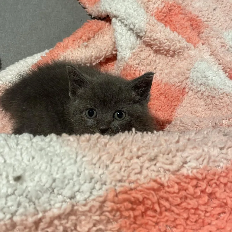 A baby small-sized female Gray / Blue / Silver Domestic Short Hair cat named Lacie for adoption in Clyde, NC