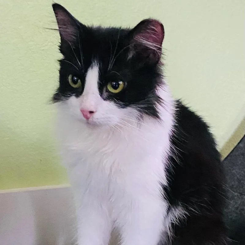 A young small-sized female Black Domestic Long Hair cat named Coconut for adoption in Waco, TX