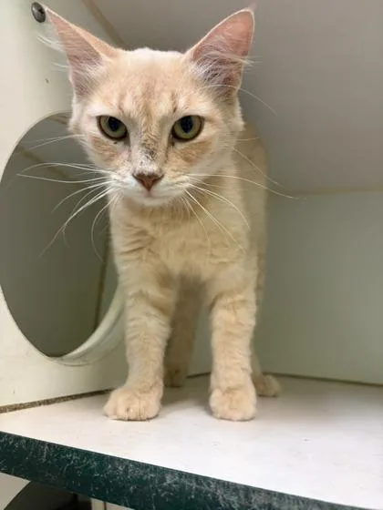 A baby small-sized female Domestic Short Hair cat named Cashmere for adoption in Mansfield, TX