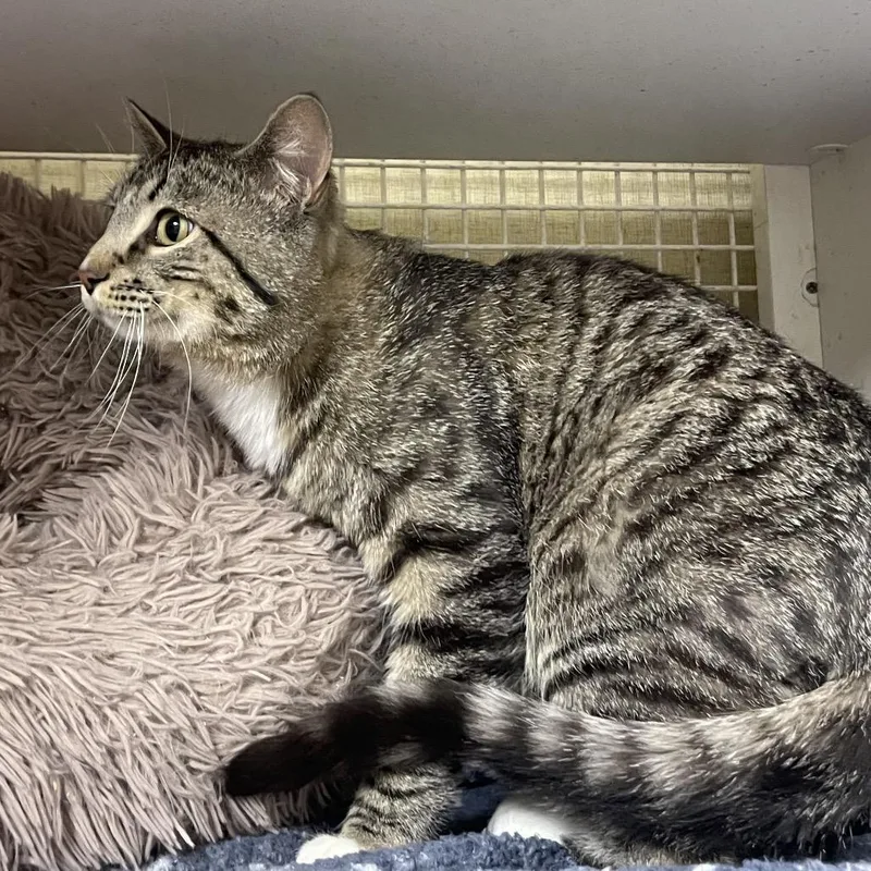 An adult medium-sized male Brown / Chocolate Domestic Short Hair cat named Clyde for adoption in Tulsa, OK