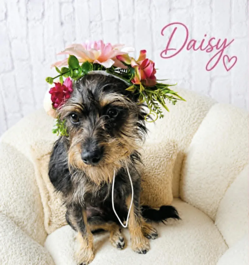 Daisy thumbnail 2