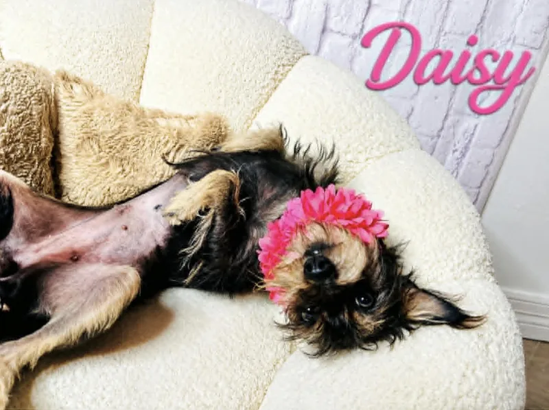Daisy thumbnail 3