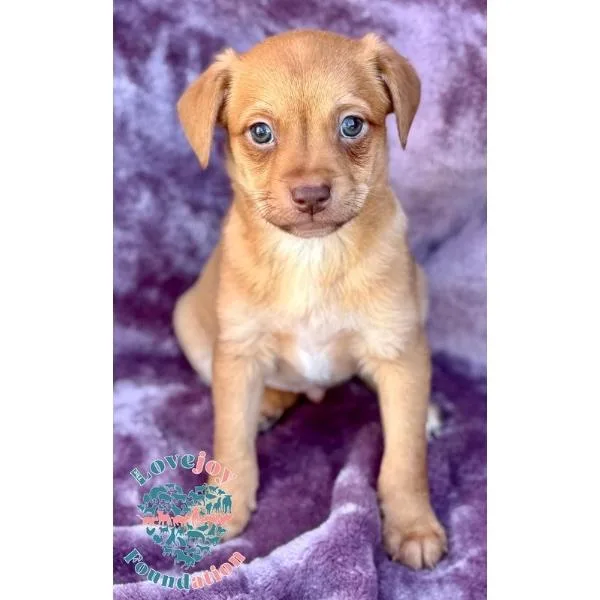 Willow Litter thumbnail 2