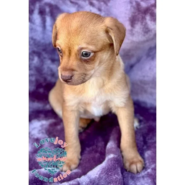 Willow Litter thumbnail 3