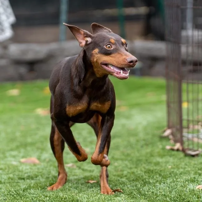 A young large-sized female Doberman Pinscher dog named Sydney for adoption in San Diego, CA