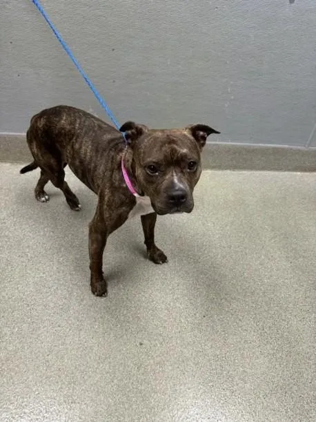 A young large-sized female Pit Bull Terrier dog named Buttercup for adoption in Las Vegas, NV