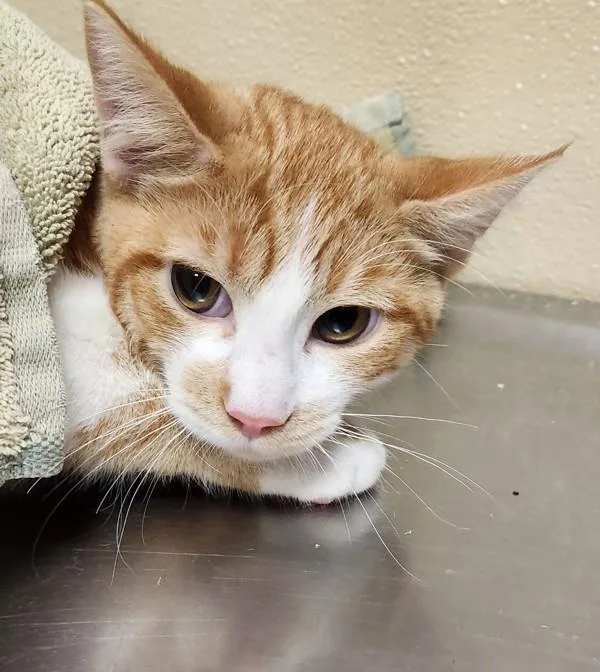 A young medium-sized male Domestic Short Hair cat named Crouton for adoption in Vancouver, WA