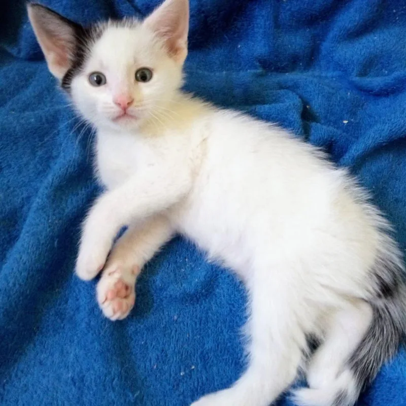 A baby small-sized male White Domestic Short Hair cat named Kestrel for adoption in Waukesha, WI