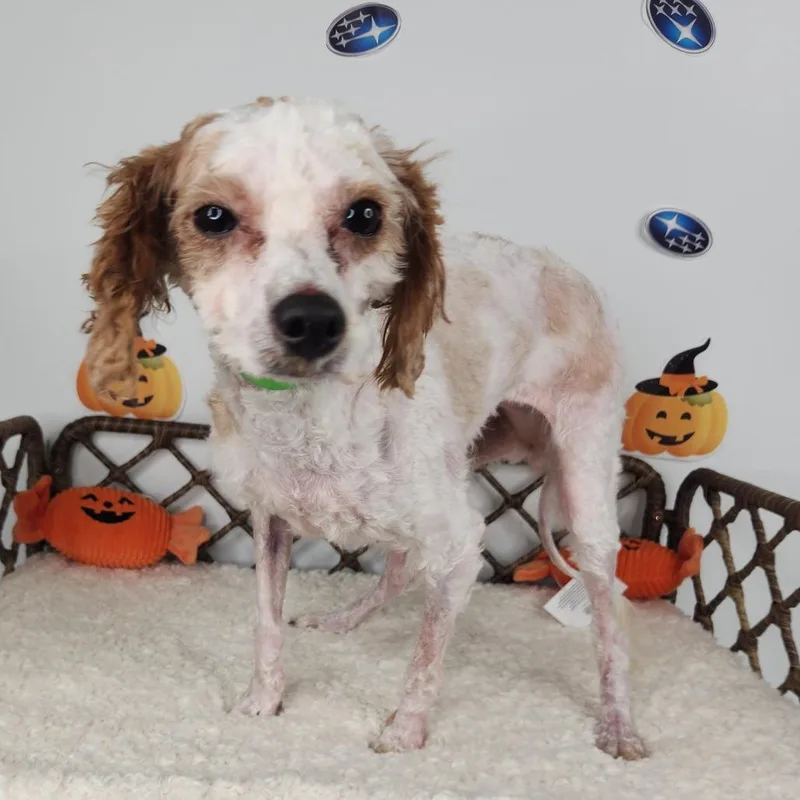 An adult small-sized female Miniature Poodle dog named Felt for adoption in Fort Wayne, IN
