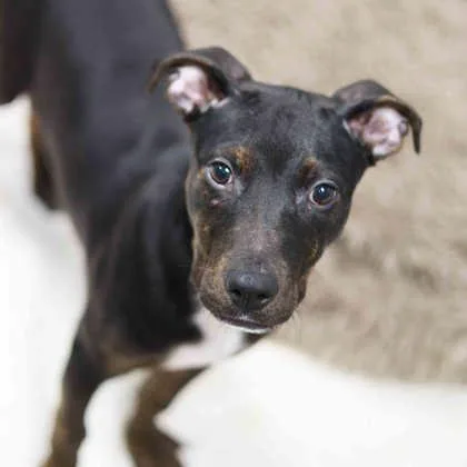 A baby medium-sized male Black Labrador Retriever dog named Chunk for adoption in Atlanta, GA