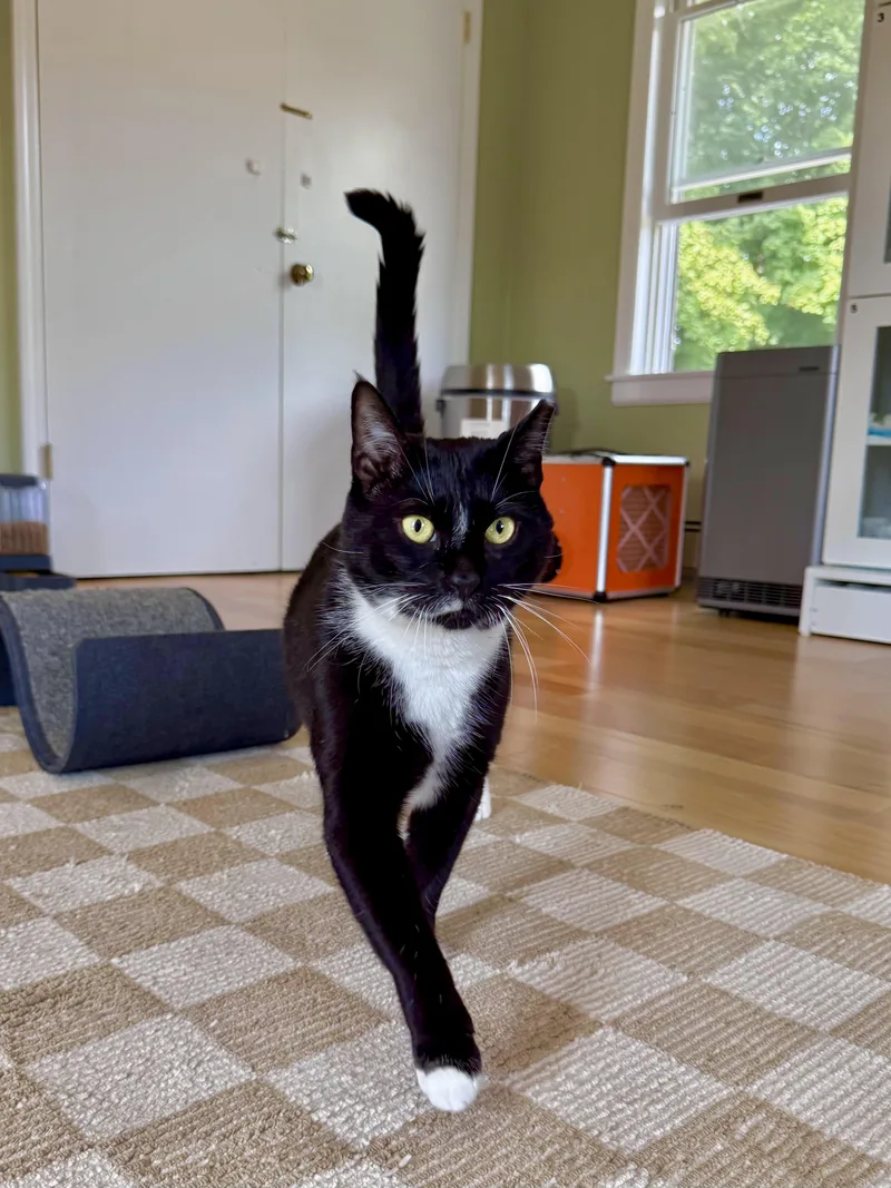 An adult large-sized male Domestic Short Hair cat named Ozzy for adoption in Ramsey, NJ