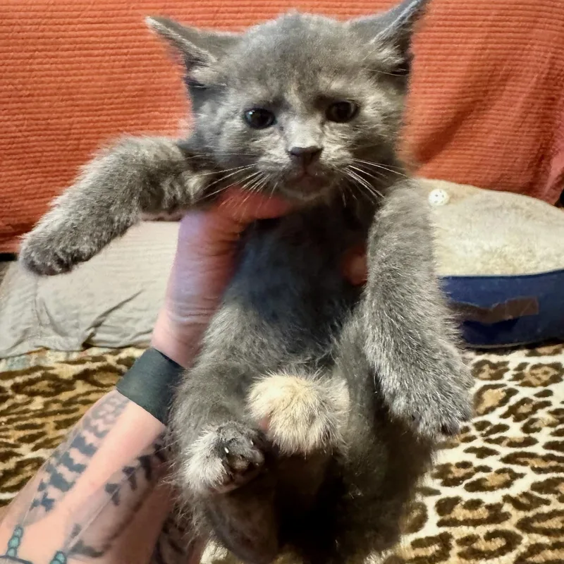 A baby medium-sized female Dilute Calico Domestic Short Hair cat named Tulip for adoption in Charles City, IA