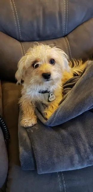 An adult small-sized male Yorkie Poo dog named Bubba for adoption in Lafayette, CA