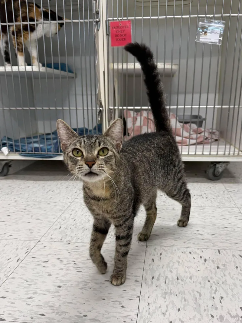 An adult medium-sized female Tabby (Brown / Chocolate) Domestic Short Hair cat named Daisy for adoption in Leitchfield, KY