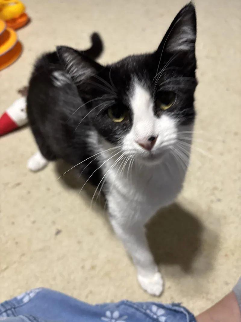 A baby medium-sized female Black & White / Tuxedo Tuxedo cat named Storm for adoption in MONTGOMERY, TX