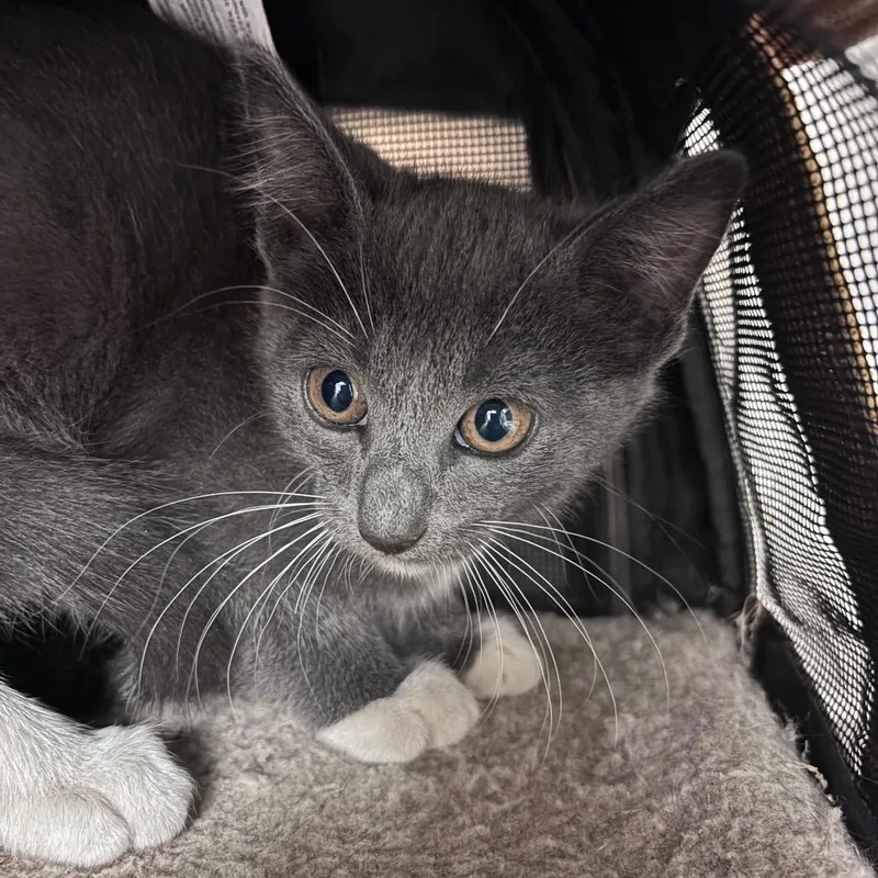 A baby small-sized male Gray / Blue / Silver Domestic Short Hair cat named Pepperoni for adoption in Santa Barbara, CA