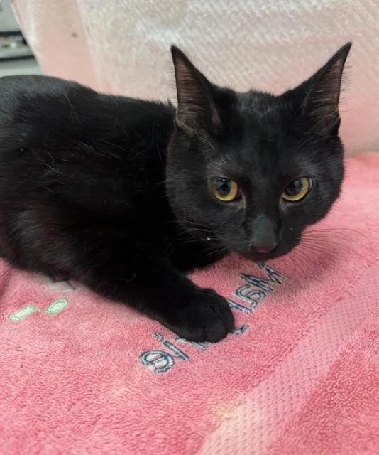 A young small-sized female Domestic Short Hair cat named Jordan Love for adoption in Peoria, IL