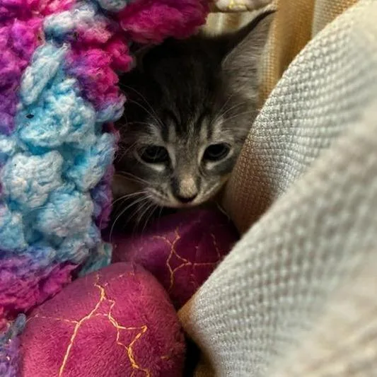 Mulan