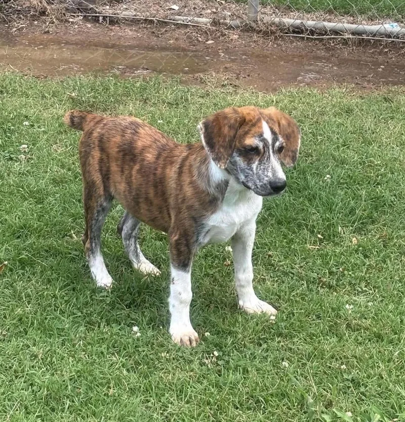 A baby large-sized male Brindle Hound dog named Toast for adoption in Pelham, NH
