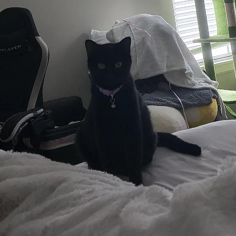 A young small-sized female Black Domestic Short Hair cat named Ellie Home to for adoption in South Elgin, IL