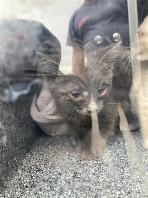 A baby small-sized male Domestic Short Hair cat named Jerry for adoption in Dallas, TX