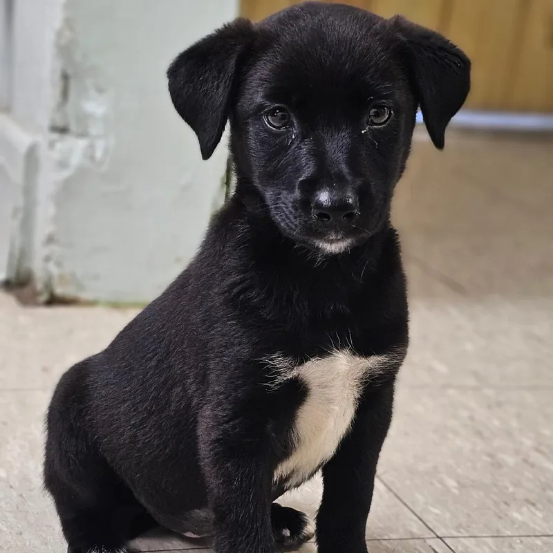 A baby medium-sized female Black Mixed Breed dog named Sammy for adoption in Tulsa, OK