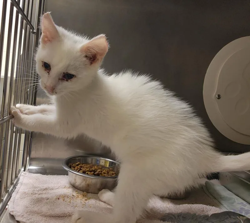 A baby small-sized male Domestic Short Hair cat named Bentley for adoption in Hagerstown, MD