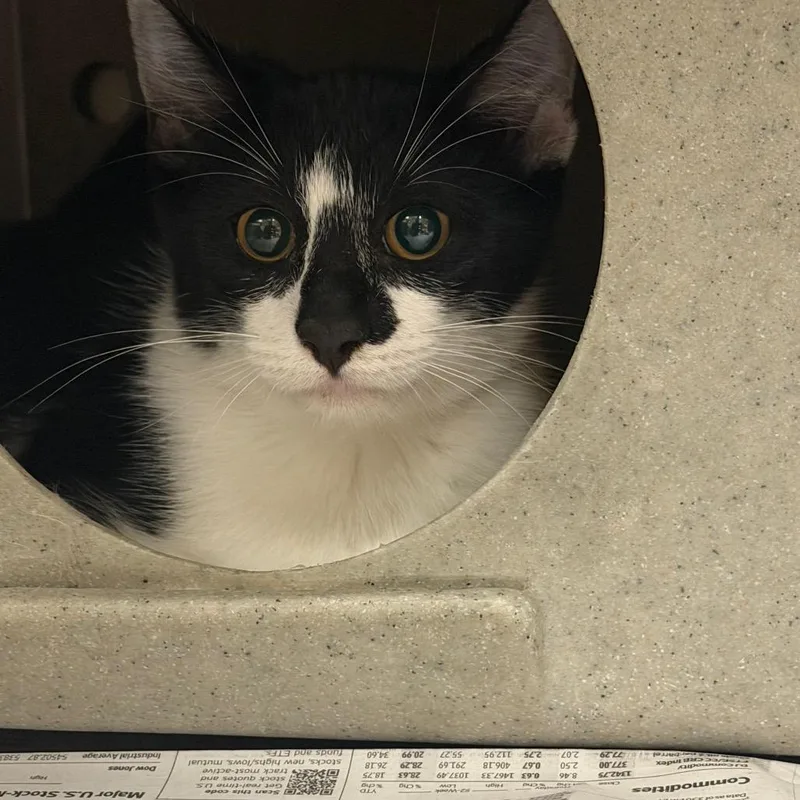 A young medium-sized male Domestic Short Hair cat named Cheesy for adoption in Bryan, TX
