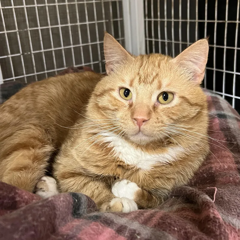 A young medium-sized male Tabby (Orange / Red) Domestic Short Hair cat named Atlas for adoption in Spencer, IA