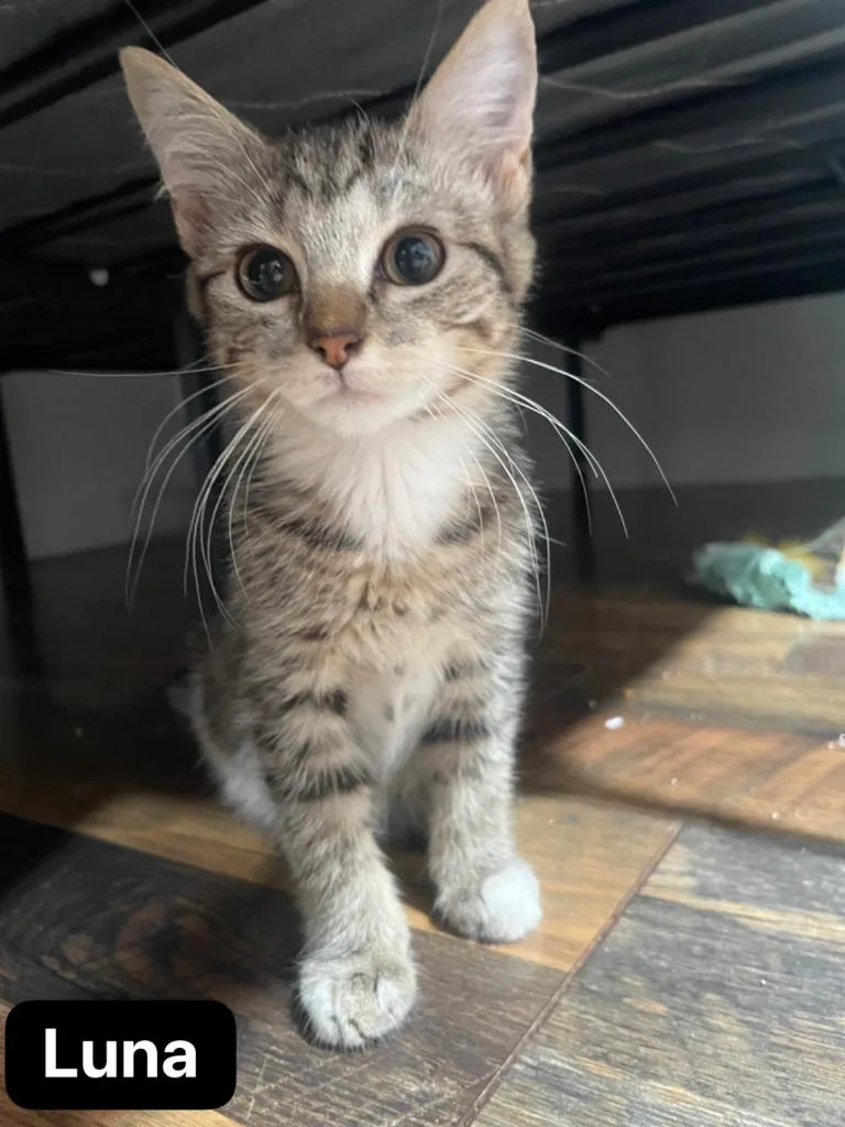 A baby medium-sized female Domestic Short Hair cat named Luna for adoption in Johnson City, TN