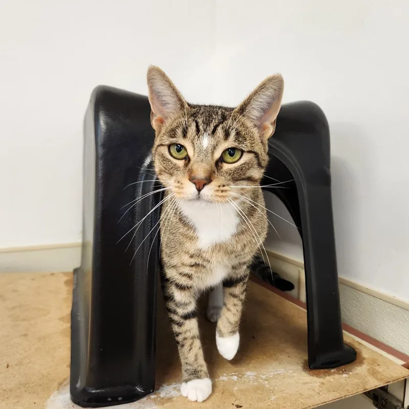 An adult large-sized female Gray / Blue / Silver Domestic Short Hair cat named Abita for adoption in Delaware, OH
